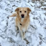 𝑀𝒾𝓁𝒶 𝐻𝑒𝓃𝓇𝓎 - @milathegoldenhusky - Instagram