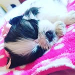 mila henry gongora - @mila._.shihtzu - Instagram