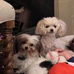 Mila and Pippa Fan Page - @milapipa47 - Instagram