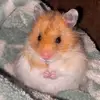🐹 - @lemon_milan - TikTok