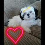 fluffy milan 💖✨ - @milan.young.duggy - Instagram