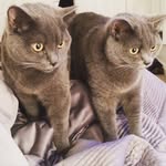 Mildred.Britishblue - @albert.and.mildred - Instagram