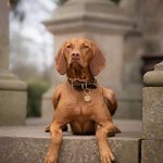 Mildred Ashley - @vizsla_disapproving - Instagram