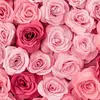 Mildred Baez - @mildred.baez3 - TikTok