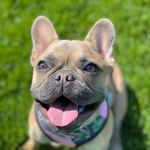 Mildred Bean Owen - @millie_bean_the_frenchie - Instagram