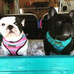 Bentley-Mildred - @bentley_mildred_frenchies - Instagram