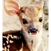Millie Bentley  - @milliemoo010 - TikTok