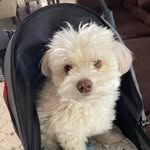 Mildred Blasini - @blasinimildred - Instagram