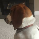 @basset_mildredblue - Instagram