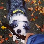 Mildred Blue Merle - @milldredcollie - Instagram