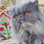 MildredTheBlue - @mildredtheblue - Instagram