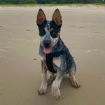 Millie - @mildred_the_blue - Instagram