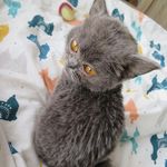 Mini Mildred aka baby yoda - @mini.mildred.blue - Instagram