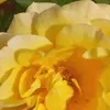 Mildred Bratcher - @user830730266367 - TikTok