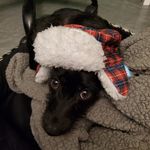 Mildred H. Burger - @mydogmillieburger - Instagram