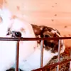 ✨mildred and chester✨ - @mildred.x.chester - TikTok