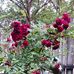 Mildred Conn - Facebook