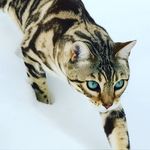 Mildred Darling - @mildredonthebeat - Instagram