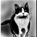 Mildred Dillon - Facebook