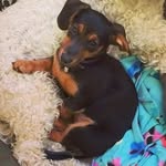 Mildred Dockerill🐾 - @mildredjackdachshund_ - Instagram