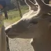 Mildred Deer - @mildreddeer - TikTok