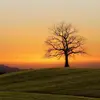 Mildred Graves - @mildred.graves8 - TikTok
