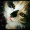 mildred Holbrook - @mildredholbrook - TikTok