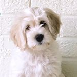 Mildred June - @mildredthegoldendoodle - Instagram