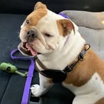Mildred Lucy - @bulldog_millie - Instagram