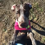 Tobie, Tucker, Mildred & Mack - @twin_gsp - Instagram
