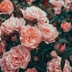 Mildred Mccall - @mildredmccall47 - Instagram