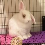 Mildred & Milton - @mrnmrs.bunbun - Instagram