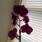 Mildred Morton - Facebook