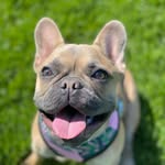 Mildred Bean Owen - @millie_bean_the_frenchie - Instagram