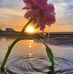 Mildred Pace - Facebook