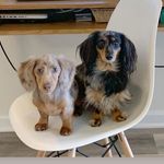 Mildred + Penny - @mildredandpenny - Instagram
