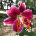 Millie Purvis Williams - Facebook