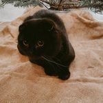 Mildred & Ralph - @mildredandralph - Instagram