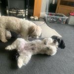 Sharon McCulloch - @ralph_and_mildred - Instagram
