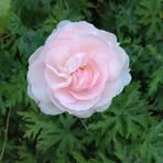 Mildred Reed - Facebook