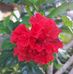 Mildred Solis - Facebook
