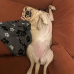Millie Meatball Stanners - @mildredstanners - Instagram