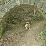 Mildred Warner - @mildred_josephine_puppyears - Instagram