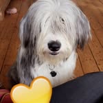 Mildred Webb - @millie_the_sheepdogxcollie - Instagram