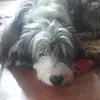 Mildred Webb - @millie_dog_xx - TikTok