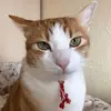 Milena Boyanova - @milenaboyanova12 - TikTok