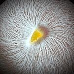 Miles Adams - @mycovisions - Instagram