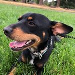 Miles Alexander - @bougiepup - Instagram