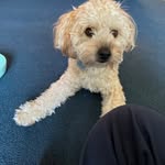 Miles' Ball - @wheresballdo - Instagram