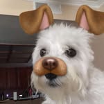 Miles Baxter - @milestheperro - Instagram